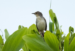 Cisticola