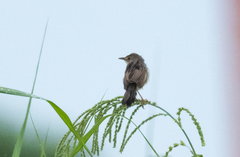 Cisticola