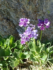 Primula latifolia
