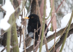 Turdus merula