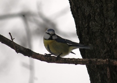 Cyanistes caeruleus