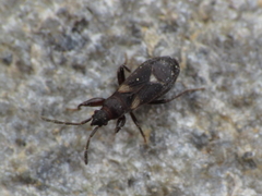 Notochilus crassicornis
