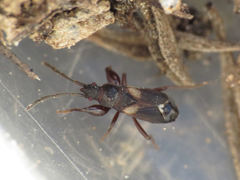 Notochilus crassicornis