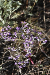 Limonium sareptanum