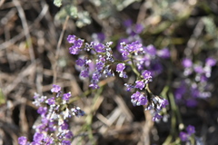 Limonium sareptanum