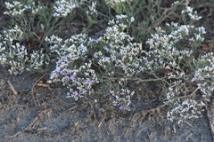 Limonium sareptanum