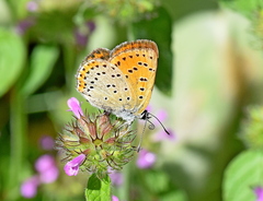 Lycaena candens