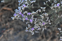 Limonium sareptanum