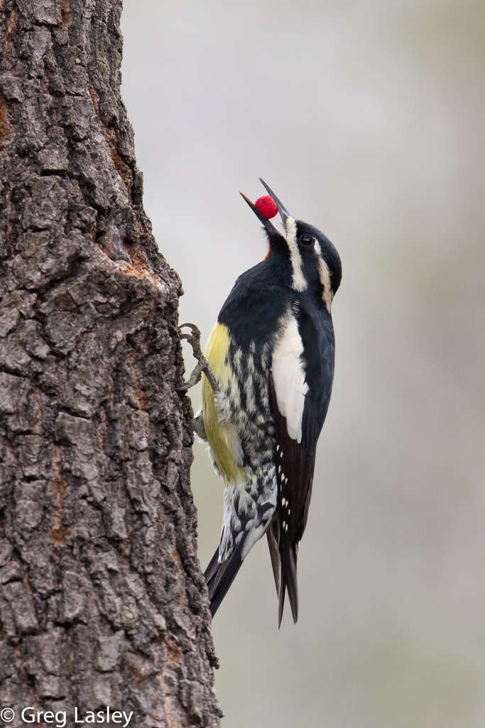 Williamson's Sapsucker from Jeff Davis County, TX, USA on September 27 ...