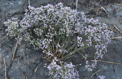 Limonium sareptanum