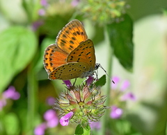 Lycaena candens