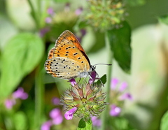 Lycaena candens
