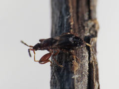 Notochilus crassicornis