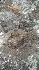 Eucharitidae