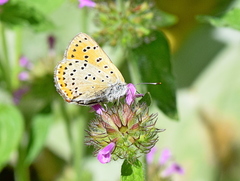 Lycaena candens