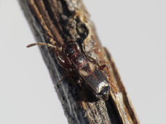 Notochilus crassicornis