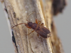 Notochilus ferrugineus