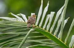 Cisticola erythrops