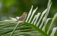 Cisticola erythrops