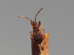 Notochilus ferrugineus
