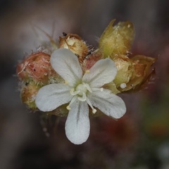 Drosera roseana