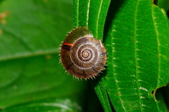 Aegista
