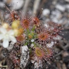 Drosera roseana