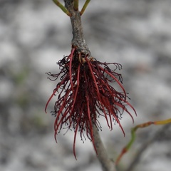 Melaleuca alilateralis