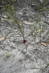 Melaleuca alilateralis
