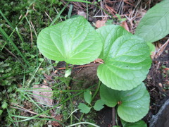 Viola mirabilis