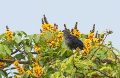 Ceuthmochares aereus