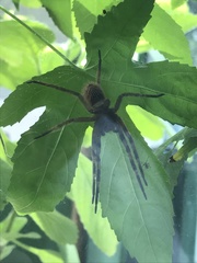 Phoneutria eickstedtae