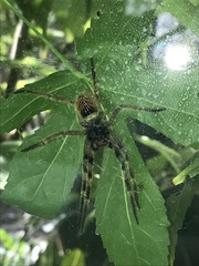 Phoneutria eickstedtae