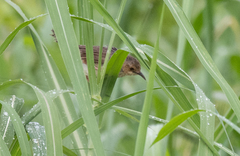 Cisticola erythrops