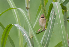 Cisticola erythrops