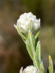 Phylica imberbis