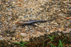 Eutropis madaraszi