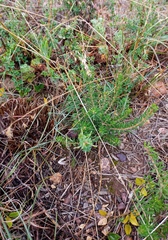 Agathosma foetidissima