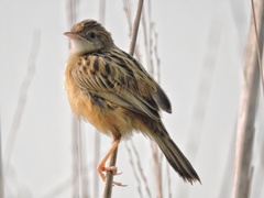 Cisticola juncidis