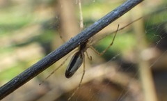 Tetragnatha montana
