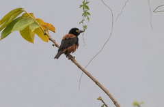 Ploceus castaneofuscus