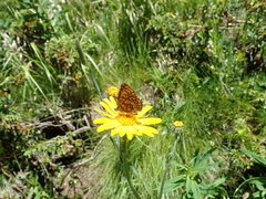 Euphydryas intermedia