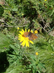 Euphydryas intermedia