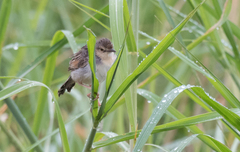 Cisticola