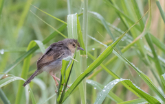 Cisticola