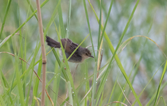 Cisticola