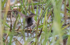 Cisticola