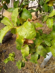 Schinus latifolia