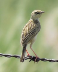 Cisticola aridulus