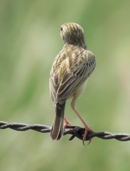 Cisticola aridulus